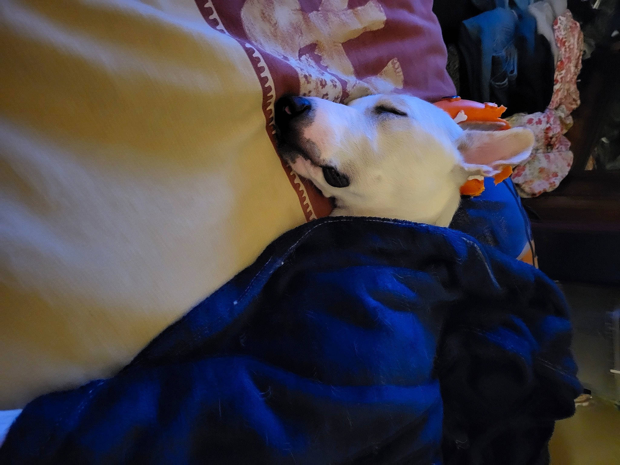 Tyson a rejoint le concours — aidez-le/la à gagner de superbes lots ! abdomen, canidae, carnivore, child, companion_dog, costume, dress, electric_blue, event, felidae, fictional_character, fun, fur, public_event, toy, tradition, tree, trunk