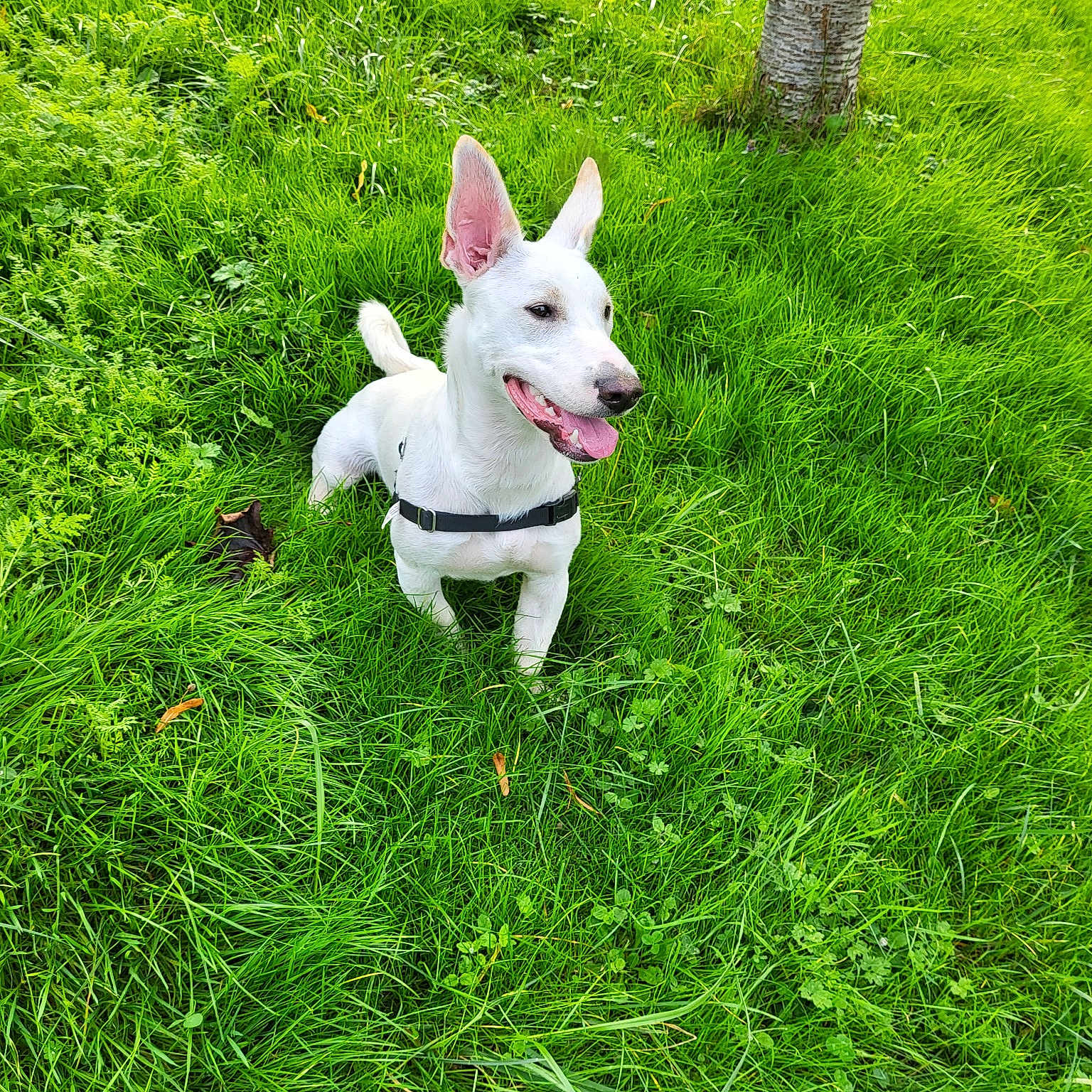 Tyson