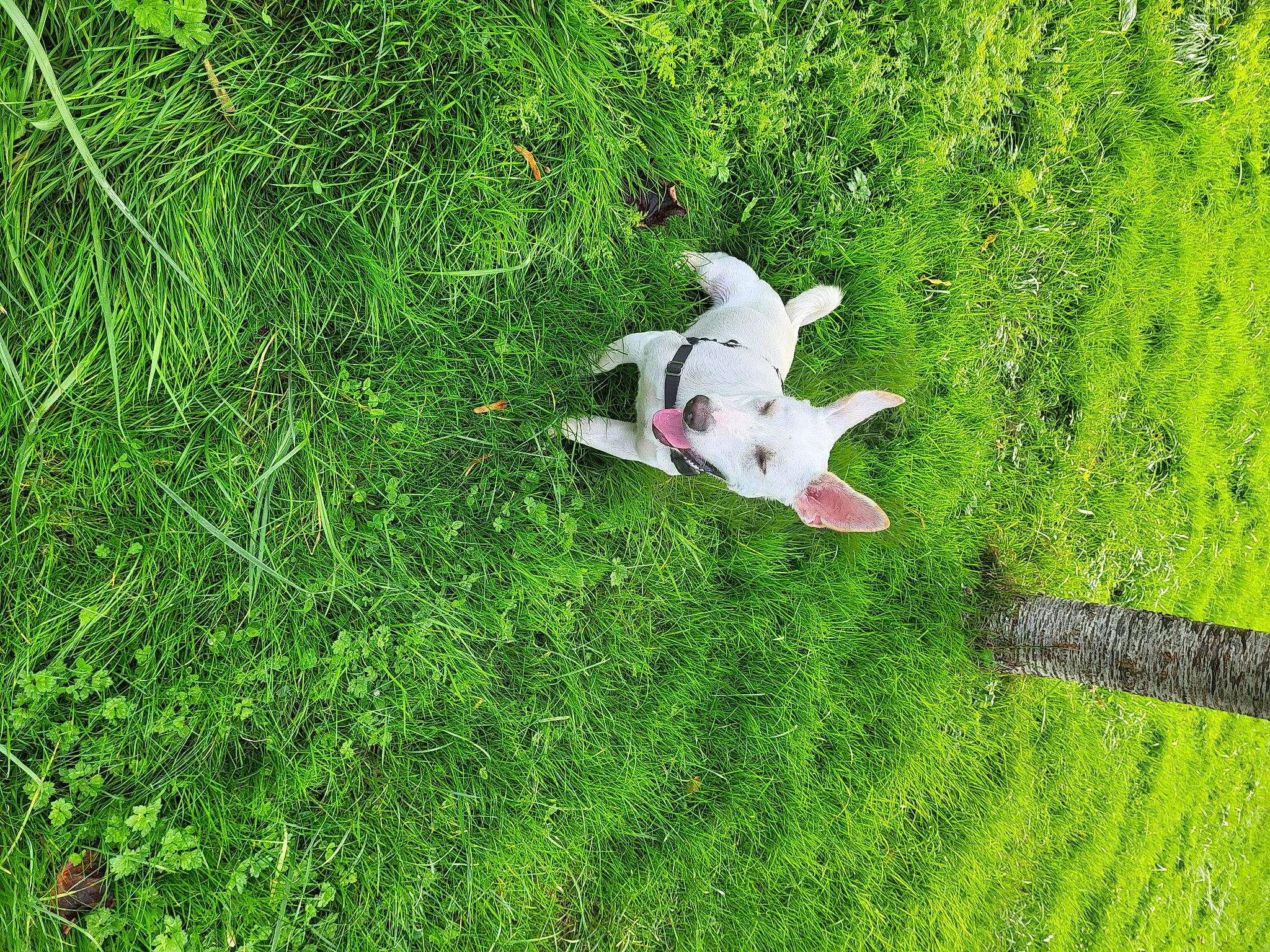 Tyson a rejoint le concours — aidez-le/la à gagner de superbes lots ! field, flowering_plant, grass, grass_family, grassland, groundcover, herbaceous_plant, landscape, meadow, natural_landscape, pasture, people_in_nature, plant, shrub, terrestrial_plant, tree