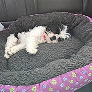 Eve joined the competition — help win amazing prizes! puppy, dog, sleeping, bed, cozy, car_seat, black_and_white, fluffy, resting, pet, cute, animal, domestic_animal, young, fur, napping, collar, relaxing, indoor, soft