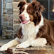 Oji joined the competition — help win amazing prizes! alert, animal, brown, closeup, companion, cute, dog, ears, face, fur, hearth, indoor, lying_down, mammal, paw, pet, resting, stone, tongue, white