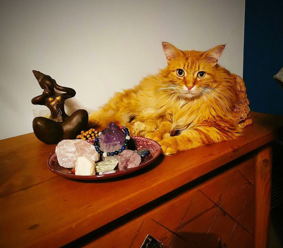 Loukoum participe au concours pour gagner de l'argent avec cette photo : bronze_sculpture, cabinetry, carnivore, cat, cat_supply, dishware, drawer, felidae, fruit, kitten, meal, pet_supply, plate, platter, serveware, small_to_medium_sized_cats, varnish, vertebrate, whiskers, wood_stain