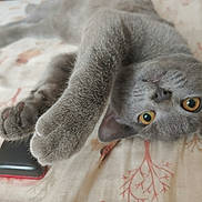 Storm is registered to the contest to win money with this photo: cat, gray_cat, pet, animal, bedspread, paw, stretching, curious, indoor, feline, whiskers, ears, eyes, sleeping_area, closeup, fur, domestic_cat, relaxed, cute, home