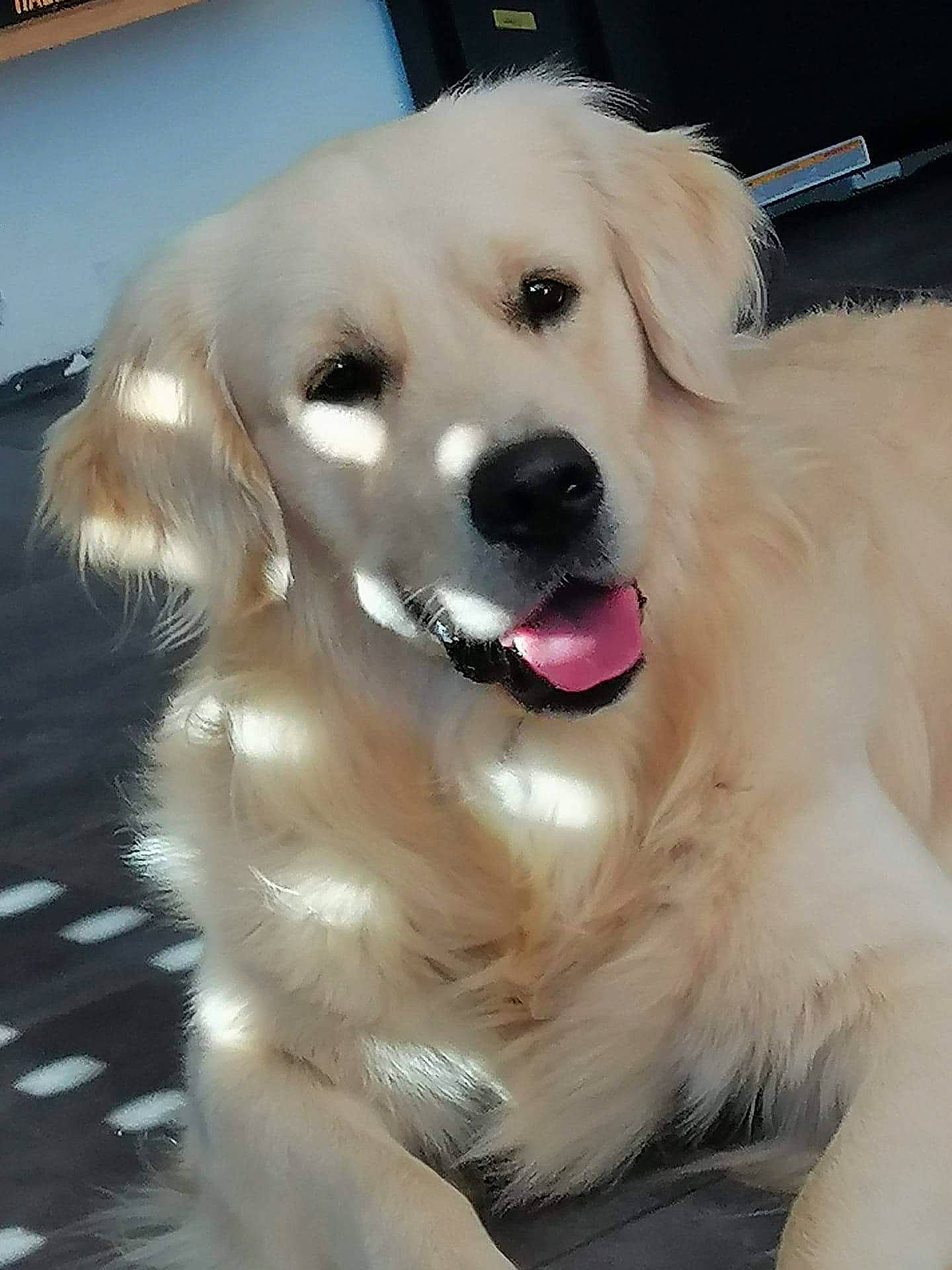 Owper participe au concours pour gagner de l'argent avec cette photo : ancient_dog_breeds, canidae, carnivore, companion_dog, dog, dog_breed, dog_collar, fawn, fur, gun_dog, head, iris, paw, pet_supply, shout, snout, sporting_group, whiskers, working_animal, working_dog