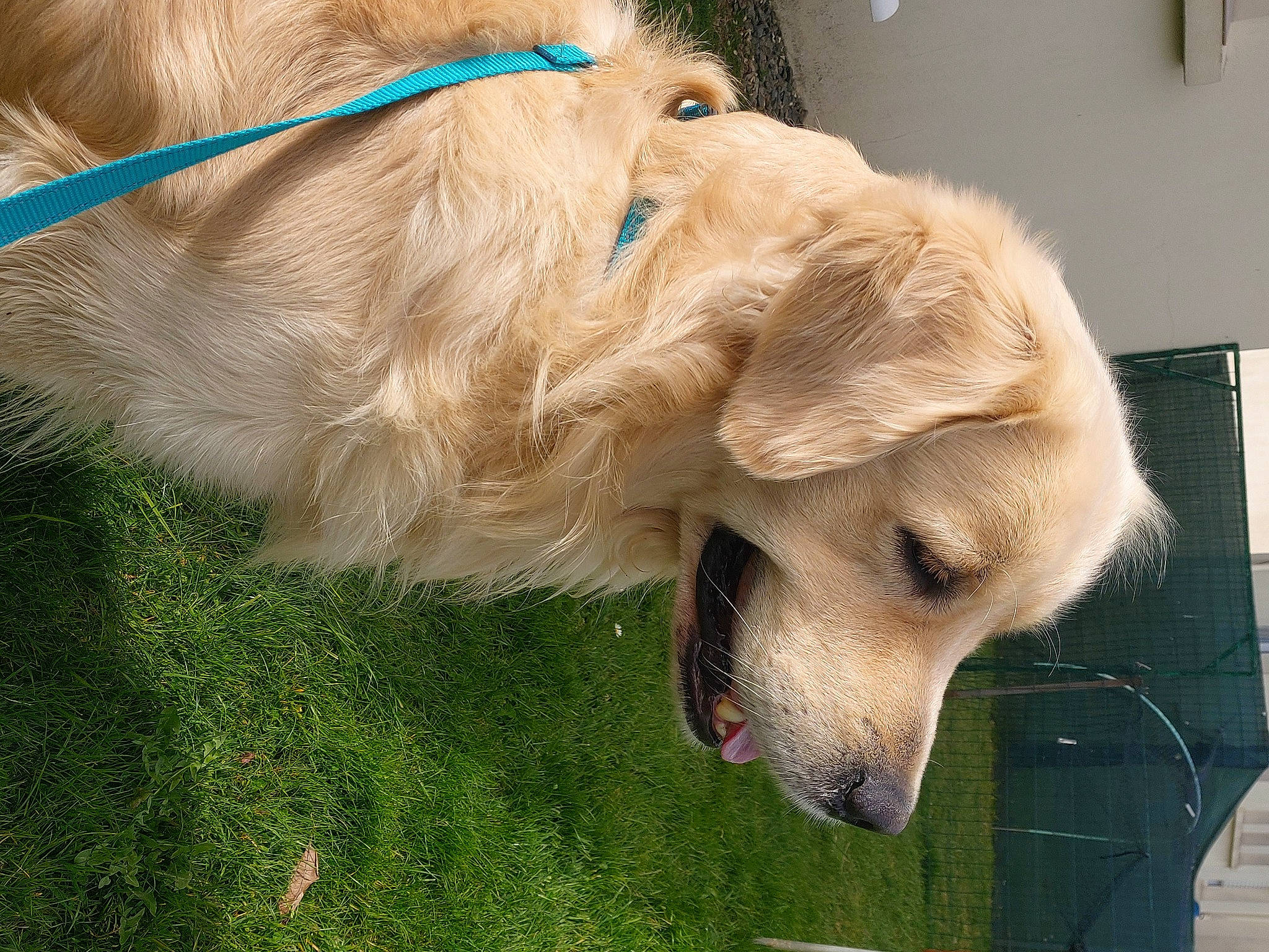 Owper a rejoint le concours — aidez-le/la à gagner de superbes lots ! aircraft, canidae, carnivore, collar, companion_dog, dog, dog_breed, dog_supply, fawn, fur, golden_retriever, grass, gun_dog, liver, pet_supply, retriever, snout, sporting_group, whiskers, working_animal