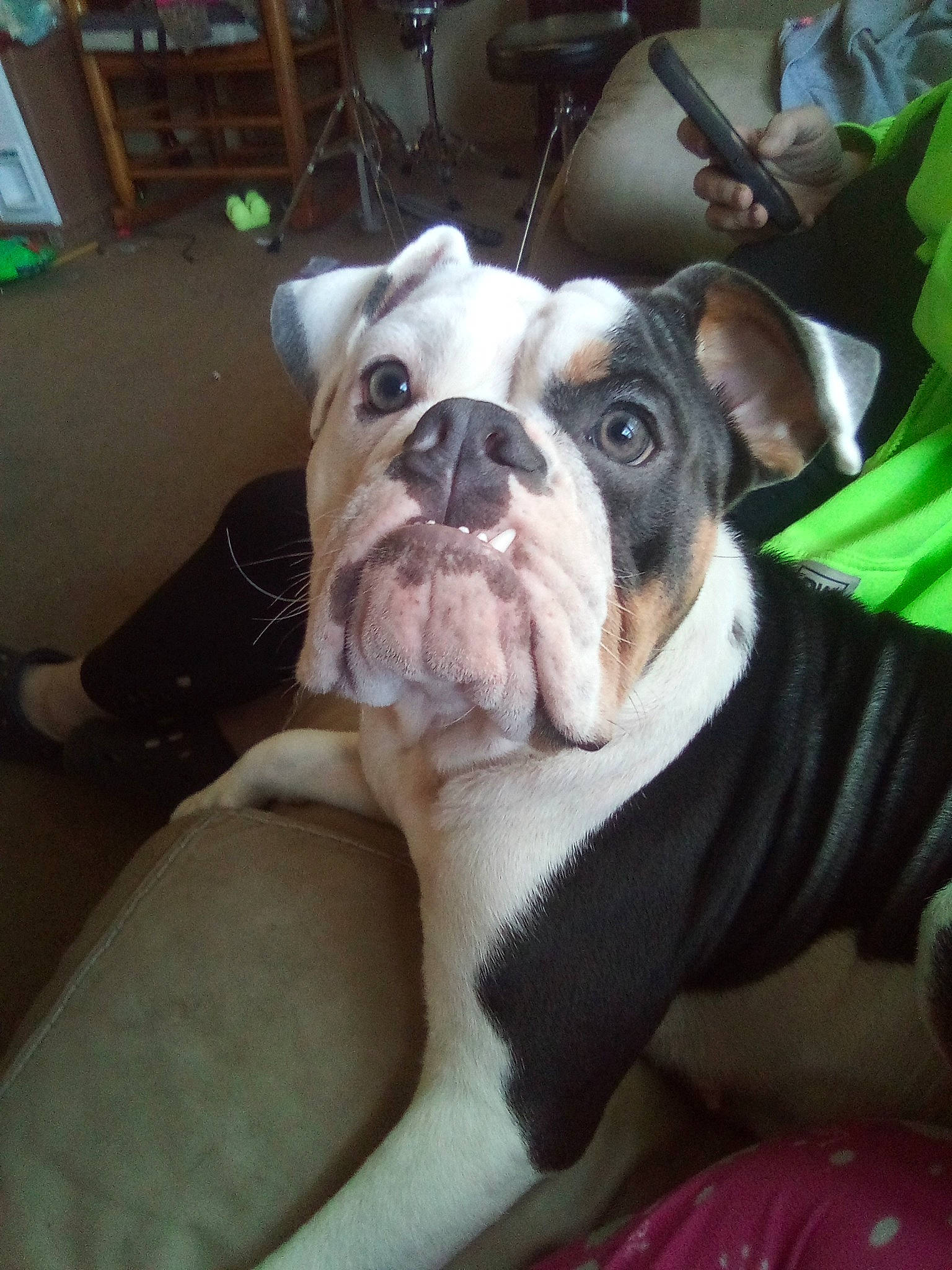 Krinkles joined the competition — help win amazing prizes! bulldog, canidae, carnivore, collar, comfort, companion_dog, dog, dog_breed, fawn, flooring, green, molosser, snout, sporting_group, terrestrial_animal, toy_dog, whiskers, white_english_bulldog, working_animal, wrinkle