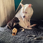 Naya participe au concours pour gagner de l'argent avec cette photo : dog, puppy, white_dog, black_dog, pet, indoor, rug, cozy, floor, curious, companionship, animal, cute, resting, fur, ears, snout, home, domestic, playful