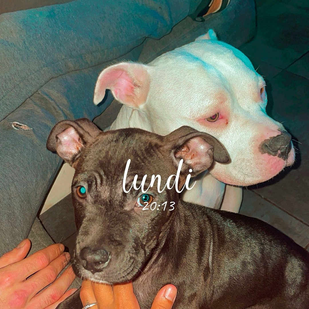 Naya participe au concours pour gagner de l'argent avec cette photo : dog, puppy, white_dog, black_dog, pet, couch, person, hand, sneakers, floor, indoor, tile_floor, casual, cozy, domestic, animal, friendly, companionship, relaxing, timestamp