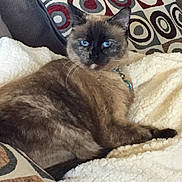 Itty is registered to the contest to win money with this photo: cat, siamese_cat, blue_eyes, pet, animal, feline, portrait, indoors, blanket, couch, cushion, fluffy, fur, whiskers, ears, relaxed, lounging, brown, cream, patterned_background