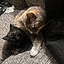 Theo is registered to the contest to win money with this photo: cat, cats, feline, pet, black_cat, grey_cat, fluffy, snuggling, cozy, resting, indoor, home, fabric, couch, whiskers, ears, paw, fur, sleepy, companion