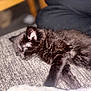 Theo is registered to the contest to win money with this photo: black_cat, kitten, sleeping, furry, pet, cozy, indoor, closeup, resting, animal, cute, soft_light, texture, peaceful, relaxation, young_cat, fur, whiskers, paw, nap