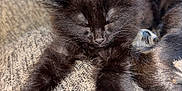 Theo joined the competition — help win amazing prizes! kitten, black_cat, sleeping, fur, paws, cozy, texture, rest, cute, pet, animal, feline, indoor, closeup, relaxation, soft, small, adorable, nap, comfort
