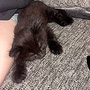 Theo joined the competition — help win amazing prizes! kitten, black_cat, sleeping, couch, furniture, pet, animal, paw, claw, resting, indoor, cozy, furry, cute, domestic_cat, relaxed, soft, texture, human_arm, companion