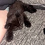 kitten, black_cat, sleeping, couch, furniture, pet, animal, paw, claw, resting, indoor, cozy, furry, cute, domestic_cat, relaxed, soft, texture, human_arm, companion