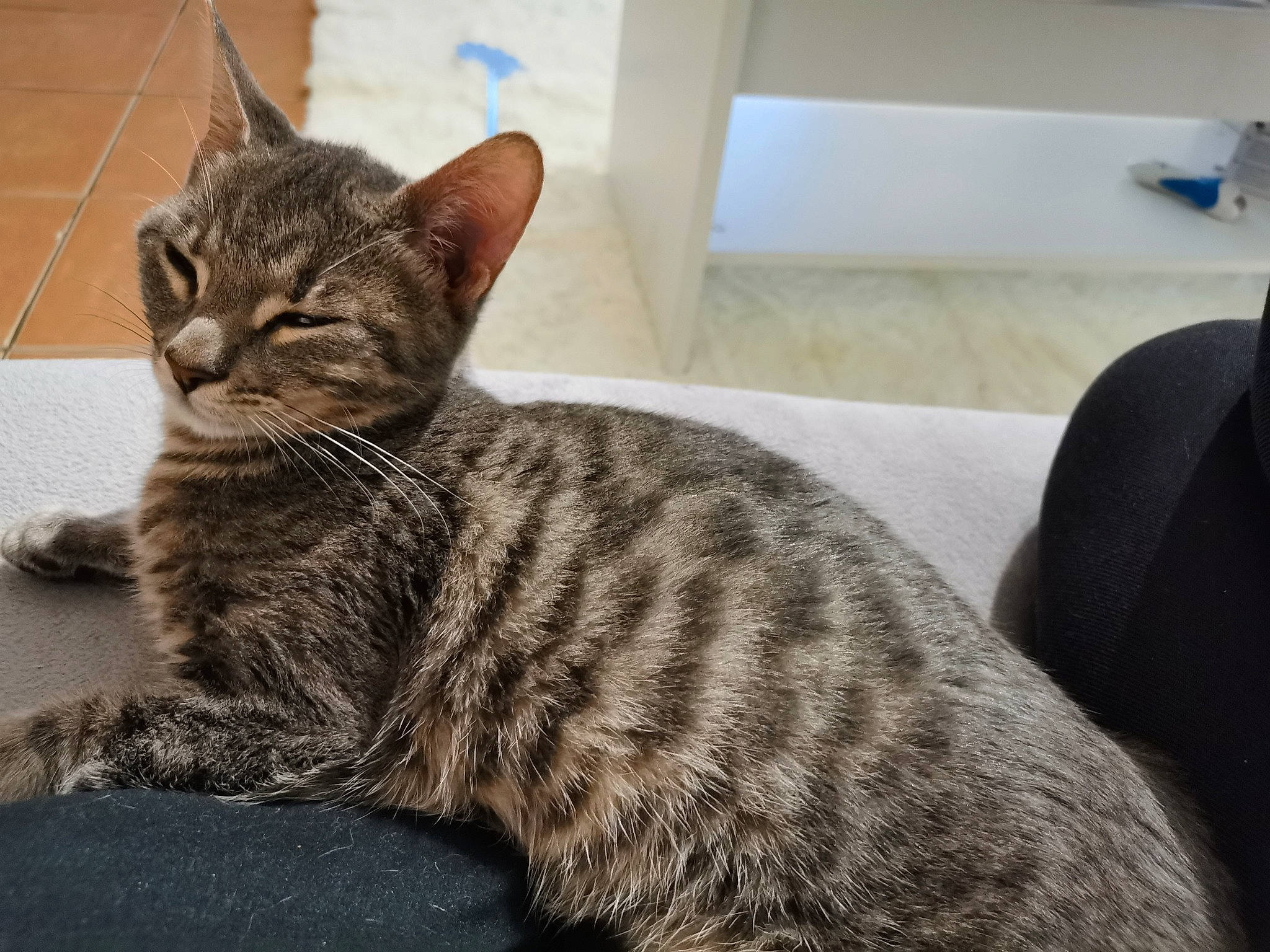 Bébé participe au concours pour gagner de l'argent avec cette photo : carnivore, cat, comfort, domestic_short_haired_cat, felidae, fur, grey, paw, sitting, small_to_medium_sized_cats, snout, tail, terrestrial_animal, whiskers