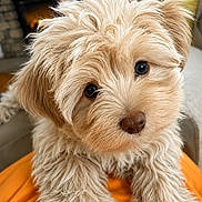 Bayley is registered to the contest to win money with this photo: puppy, dog, fluffy, cute, indoor, pet, fur, eyes, nose, closeup, portrait, curious, animal, mammal, cozy, fireplace, couch, orange_clothing, soft, adorable
