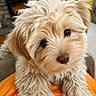 puppy, dog, fluffy, cute, indoor, pet, fur, eyes, nose, closeup, portrait, curious, animal, mammal, cozy, fireplace, couch, orange_clothing, soft, adorable