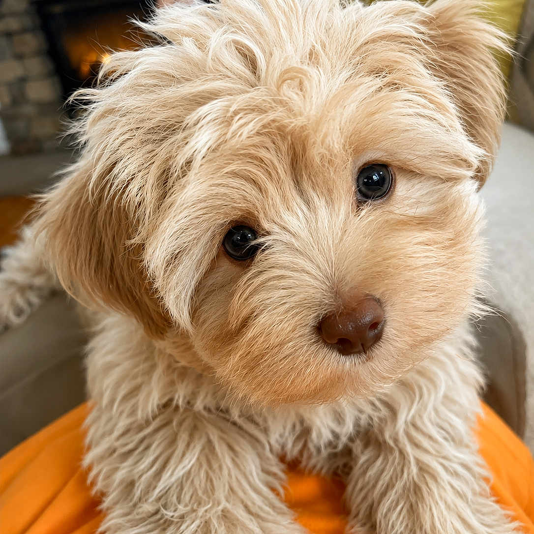 Bayley is registered to the contest to win money with this photo: puppy, dog, fluffy, cute, indoor, pet, fur, eyes, nose, closeup, portrait, curious, animal, mammal, cozy, fireplace, couch, orange_clothing, soft, adorable