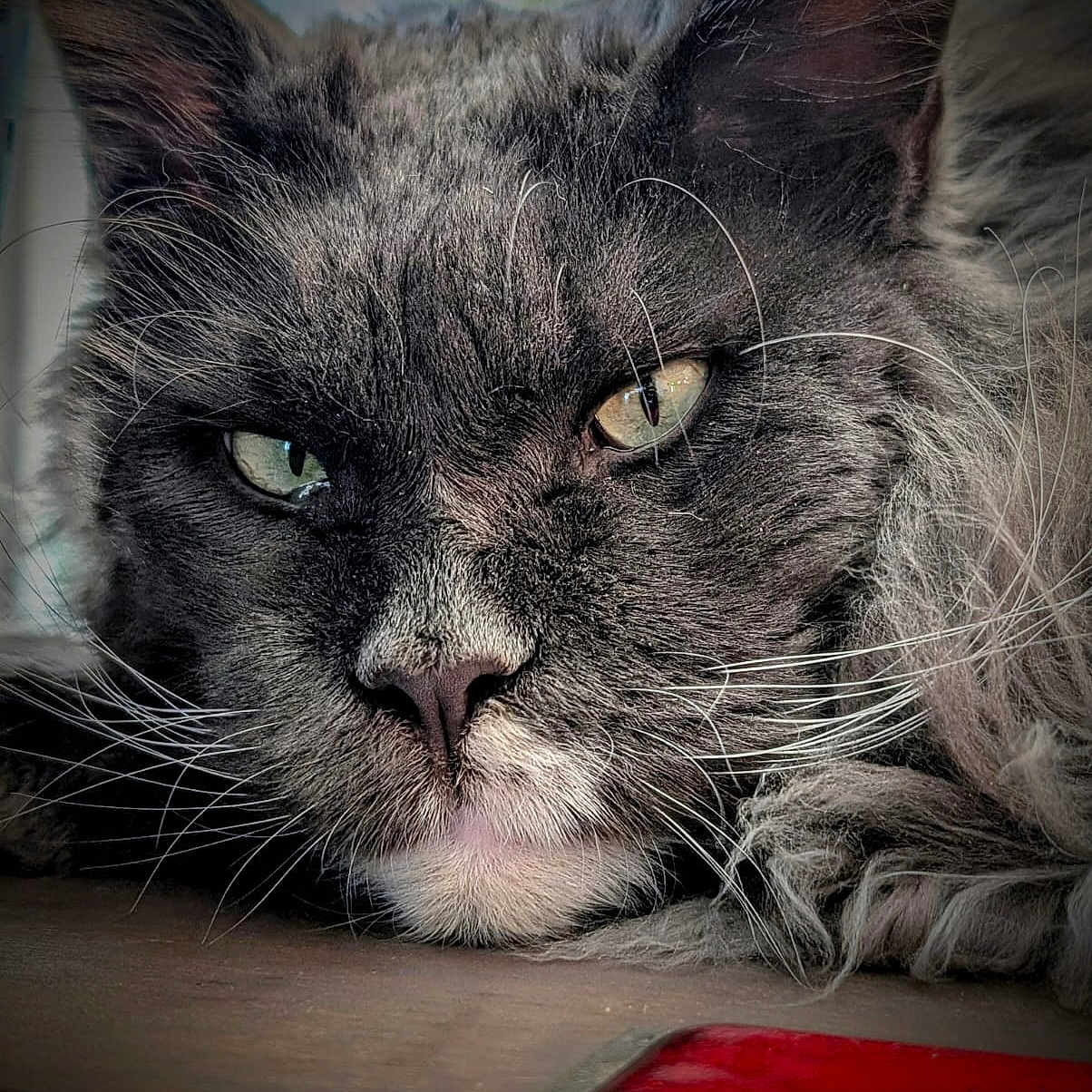 Toronto a rejoint le concours — aidez-le/la à gagner de superbes lots ! abyssinian, angora, animal, cat, computer, couch, electronics, face, furniture, hardwood, head, kitten, manx, person, pet, photography, portrait, sleeping, snout, wood