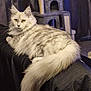 cat, fluffy, silver_tabby, golden_eyes, couch, indoor, cat_tree, furniture, pet, relaxed, long_tail, curtains, soft_lighting, animal, feline, household, closeup, resting, cozy, domestic