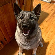 Lexi is registered to the contest to win money with this photo: dog, canine, pet, smiling, happy, indoor, wood_floor, wooden_cabinet, ears, fur, animal, mammal, looking_up, domestic_animal, sitting, friendly, cute, companion, household, floor