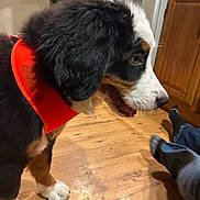 Sadie is registered to the contest to win money with this photo: dog, puppy, bernese_mountain_dog, orange_harness, wooden_floor, kitchen, cabinet, person, jeans, socks, indoor, pet, canine, floor, curious, black_fur, white_fur, brown_fur, animal, side_view