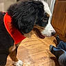 dog, puppy, bernese_mountain_dog, orange_harness, wooden_floor, kitchen, cabinet, person, jeans, socks, indoor, pet, canine, floor, curious, black_fur, white_fur, brown_fur, animal, side_view