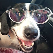 Shiloh joined the competition — help win amazing prizes! dog, glasses, close_up, smiling, teeth, reflection, black_and_white, pet, canine, happy, car_interior, nose, mouth, tongue, ears, collar, animal, face, eyewear, cheerful