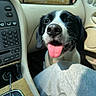 Shiloh joined the competition — help win amazing prizes! dog, black_and_white, tongue_out, car_interior, dashboard, gear_shift, seat, happy, pet, canine, animal, companion, car, vehicle, leisure, portrait, smiling, domestic_animal, inside, transportation