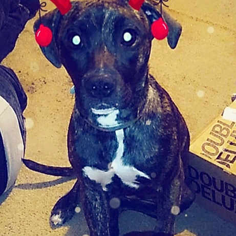 Zuma joined the competition — help win amazing prizes! blue, canidae, carnivore, collar, companion_dog, dog, dog_breed, dog_clothes, dog_collar, dog_supply, dog_toy, non_sporting_group, pet_supply, plastic, snout, sporting_group, synthetic_rubber, working_animal, working_dog