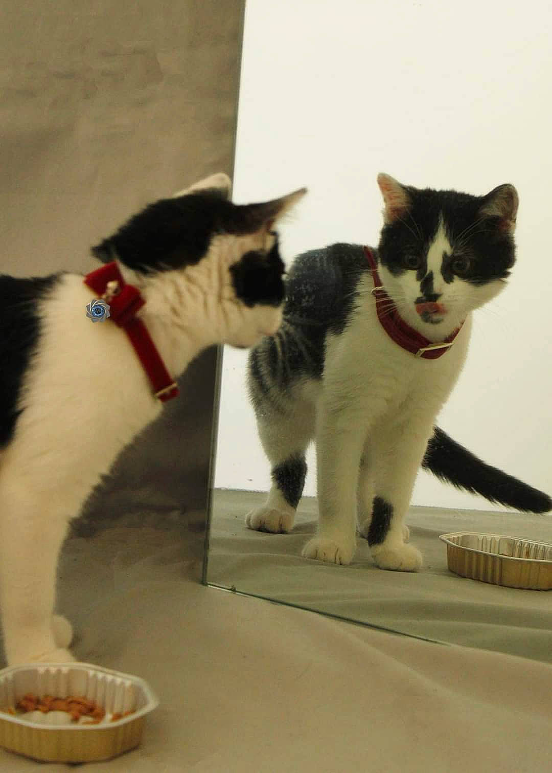 Asteria participe au concours pour gagner de l'argent avec cette photo : animal_feed, carnivore, cat, cat_supply, claw, domestic_short_haired_cat, felidae, fur, ingredient, mammal, paw, pet_food, pet_supply, small_animal_food, small_to_medium_sized_cats, snout, staple_food, tail, vertebrate, whiskers