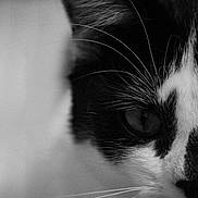 Asteria participe au concours pour gagner de l'argent avec cette photo : abyssinian, animal, blackcat, bodypart, cat, kitten, manx, mouth, person, pet, siamese, snout