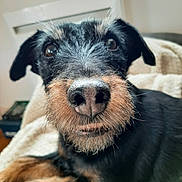 Ixia participe au concours pour gagner de l'argent avec cette photo : adorable, background_radiator, black_and_tan_coat, blanket, canine, close_up, companion, dog, eyes, fur, indoor, inquisitive, muzzle, nose, pet, portrait, relaxed, snout, terrier, whiskers