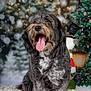 Themis participe au concours pour gagner de l'argent avec cette photo : dog, happy, tongue_out, fluffy, sitting, winter, holiday, christmas_tree, snowman, lamp_post, furry, portrait, cute, pet, indoor, decorations, festive, blurred_background, cozy, celebration