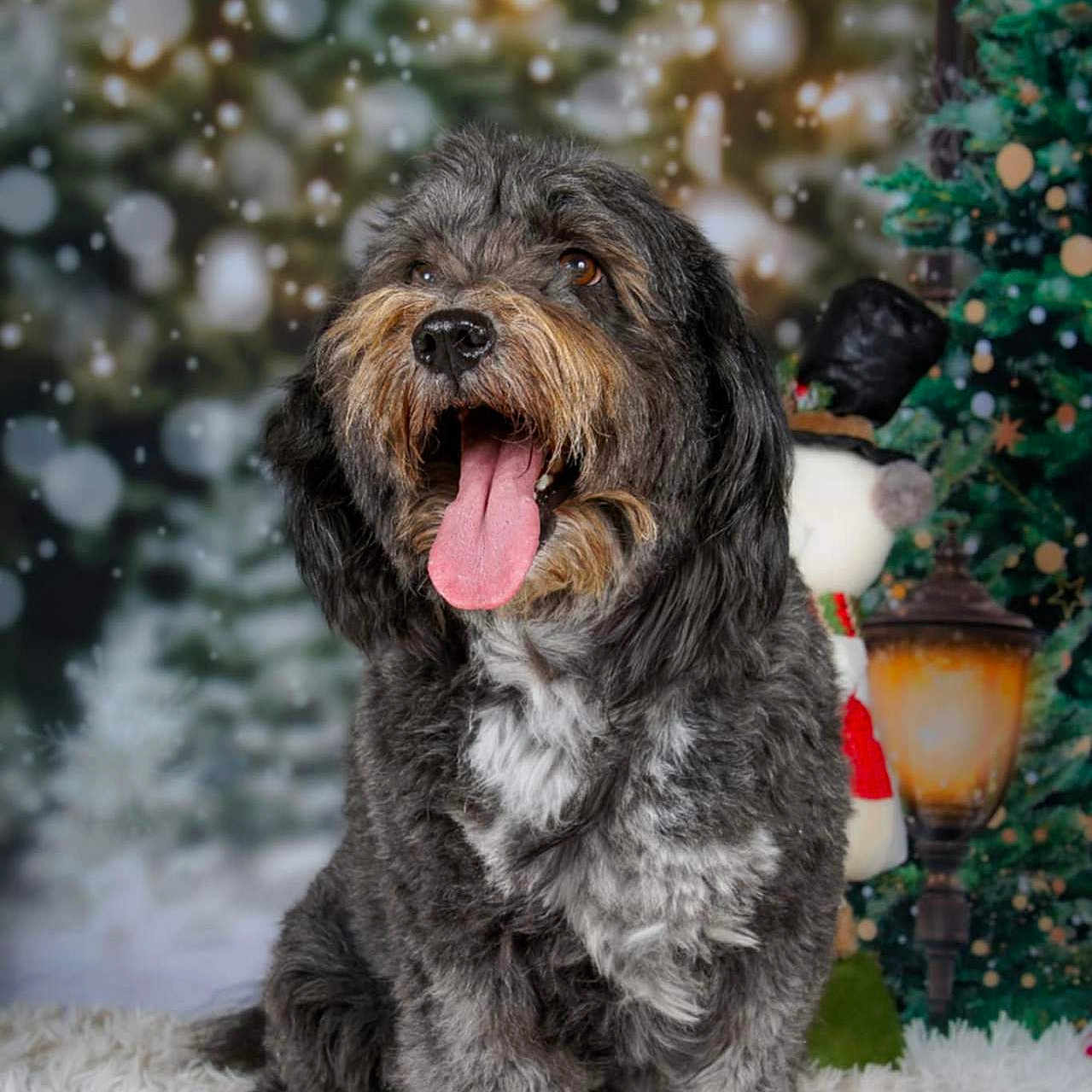 Themis participe au concours pour gagner de l'argent avec cette photo : blurred_background, celebration, christmas_tree, cozy, cute, decorations, dog, festive, fluffy, furry, happy, holiday, indoor, lamp_post, pet, portrait, sitting, snowman, tongue_out, winter