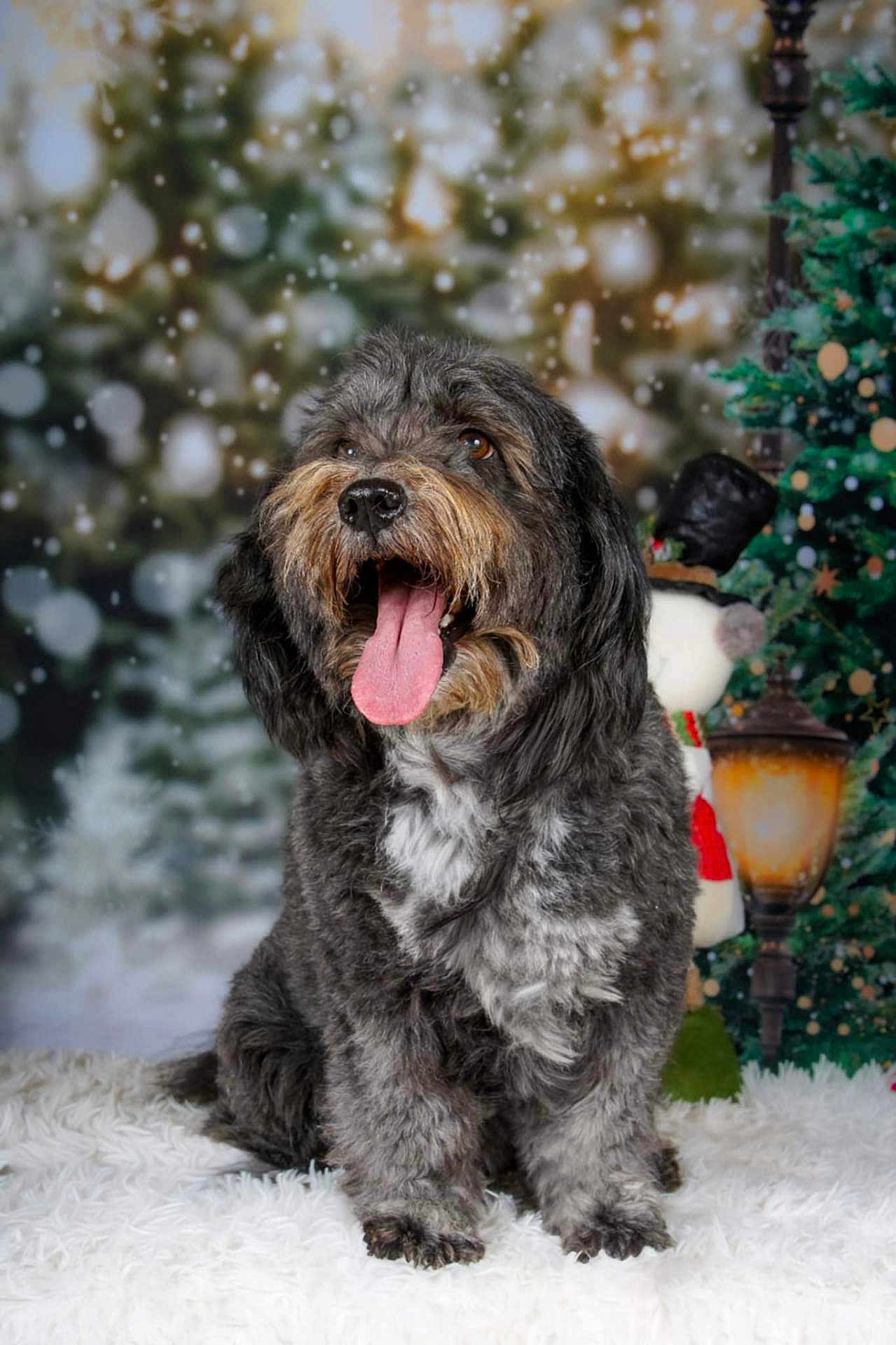 Themis participe au concours pour gagner de l'argent avec cette photo : dog, happy, tongue_out, fluffy, sitting, winter, holiday, christmas_tree, snowman, lamp_post, furry, portrait, cute, pet, indoor, decorations, festive, blurred_background, cozy, celebration