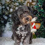 Themis a rejoint le concours — aidez-le/la à gagner de superbes lots ! dog, curly_fur, fluffy, tilted_head, brown_eyes, holiday, christmas_tree, snowman, lamp_post, decorations, fur_surface, indoor, portrait, cute, pet, winter, festive, background_blur, cozy, animal
