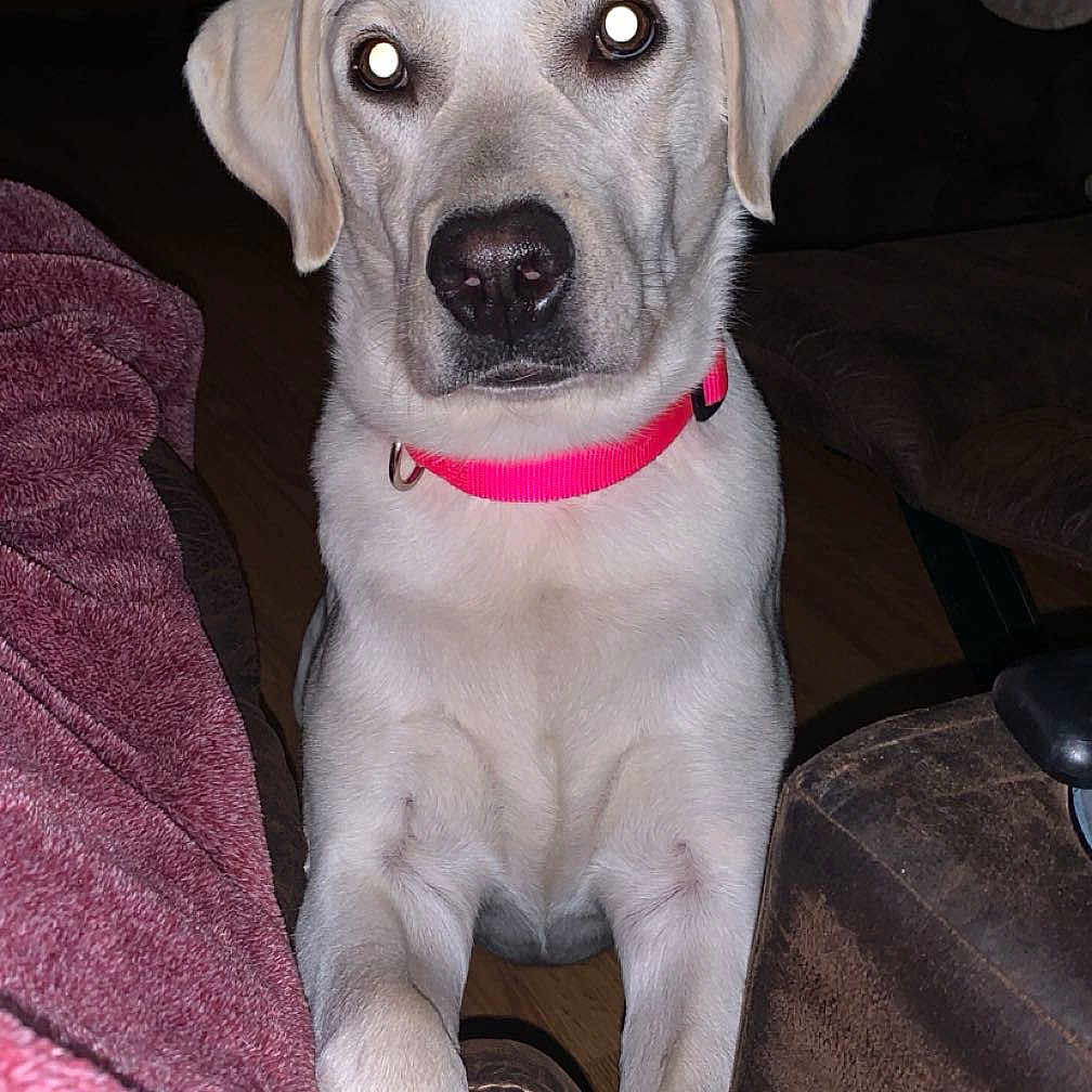 Maggie joined the competition — help win amazing prizes! animal, ball, blanket, boxer, bulldog, canine, couch, cushion, dog, furniture, homedecor, hound, labradorretriever, pet, pointer, puppy, sport, tennis, tennisball, whitedog