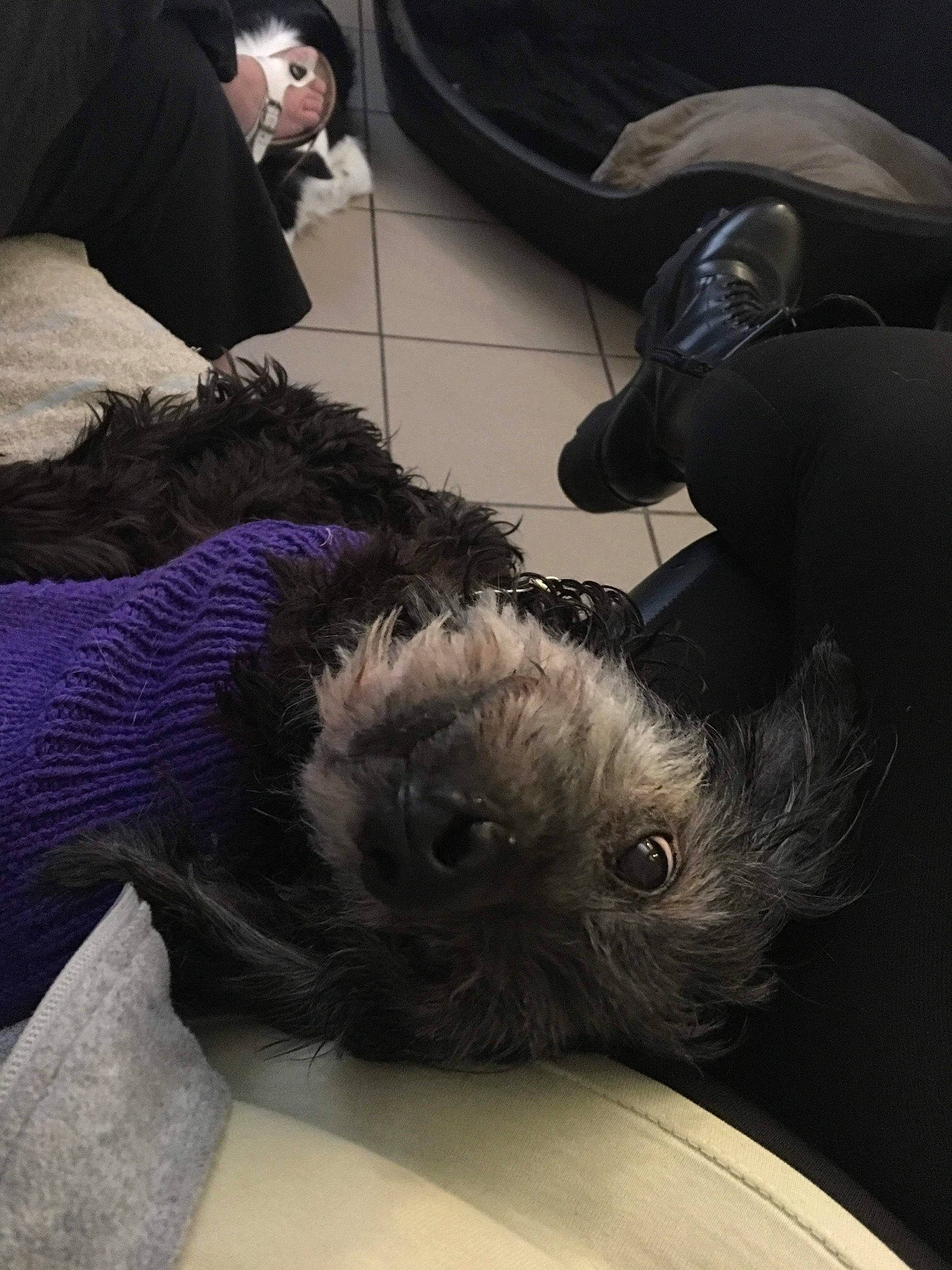 Snoopy participe au concours pour gagner de l'argent avec cette photo : affenpinscher, canidae, carnivore, companion_dog, dog, dog_breed, ear, fur, puppy, schnoodle, shih_tzu, sporting_group, toy_dog