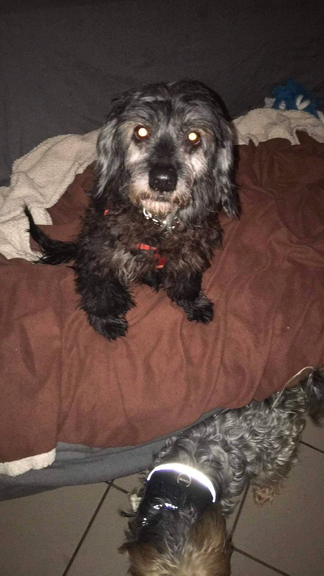 Snoopy a rejoint le concours — aidez-le/la à gagner de superbes lots ! american_cocker_spaniel, american_water_spaniel, boykin_spaniel, canidae, carnivore, cavapoo, cockapoo, cocker_spaniel, dog, dog_breed, english_cocker_spaniel, german_spaniel, rare_breed_dog, russian_spaniel, snout, spaniel, sporting_group