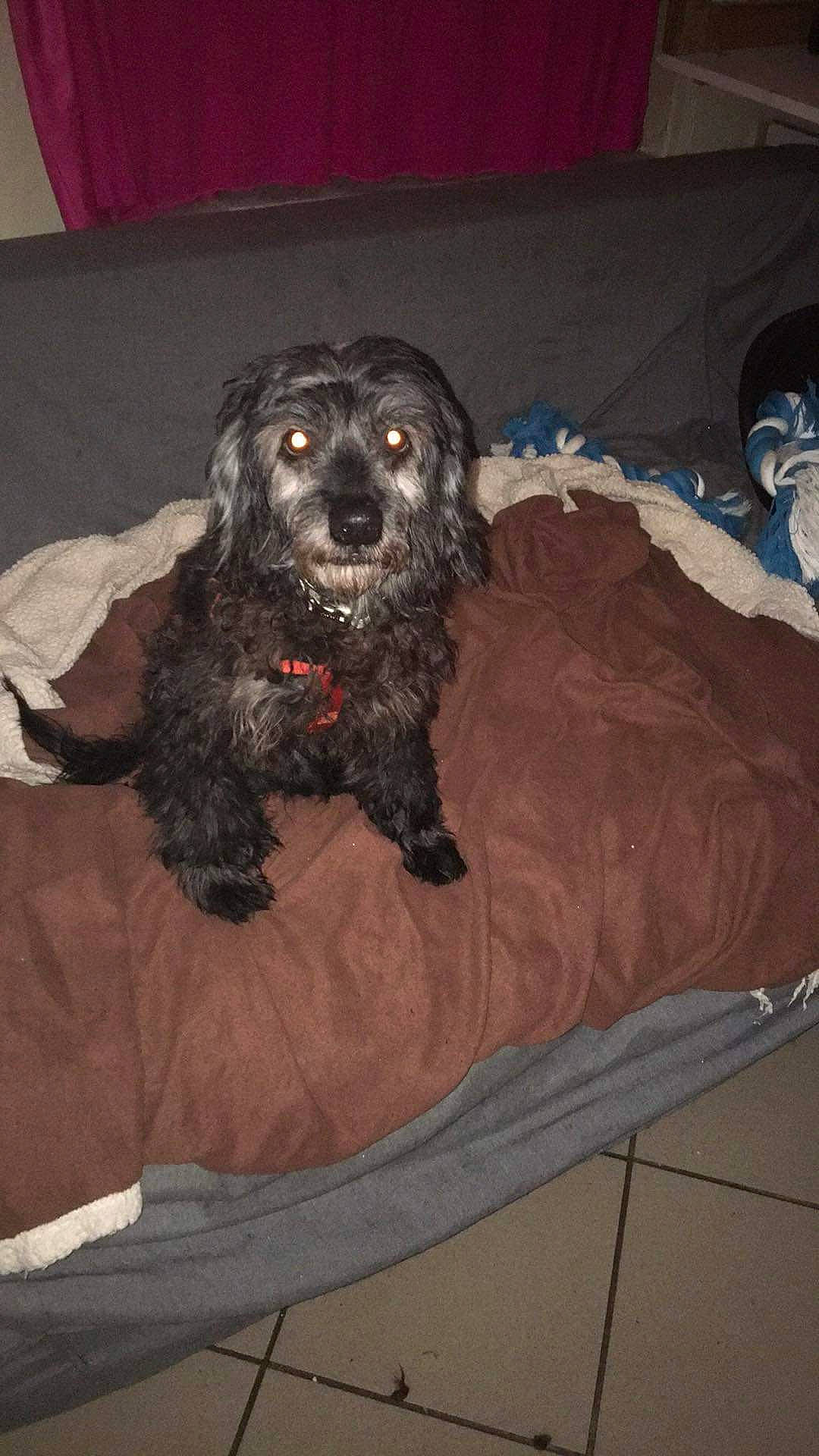 Snoopy a rejoint le concours — aidez-le/la à gagner de superbes lots ! bolonka, canidae, carnivore, cavapoo, cockapoo, cocker_spaniel, companion_dog, dog, dog_breed, labradoodle, mammal, miniature_poodle, poodle_crossbreed, puppy, rare_breed_dog, schnoodle, spaniel, sporting_group, vertebrate