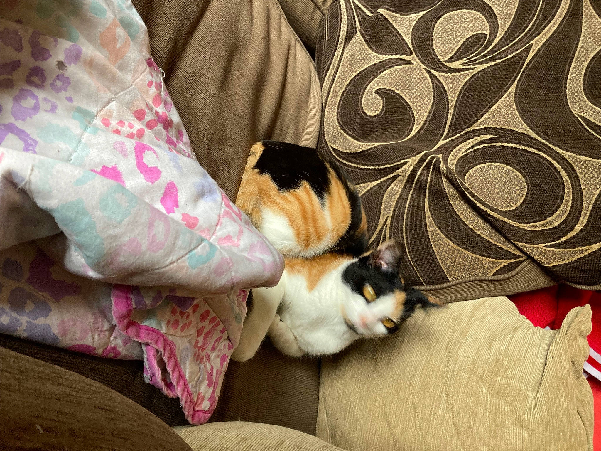 Tigerlily is registered to the contest to win money with this photo: bed_sheet, bedding, carnivore, cat, comfort, companion_dog, couch, domestic_short_haired_cat, fawn, felidae, fur, linens, pattern, paw, room, small_to_medium_sized_cats, tail, textile, whiskers, wood