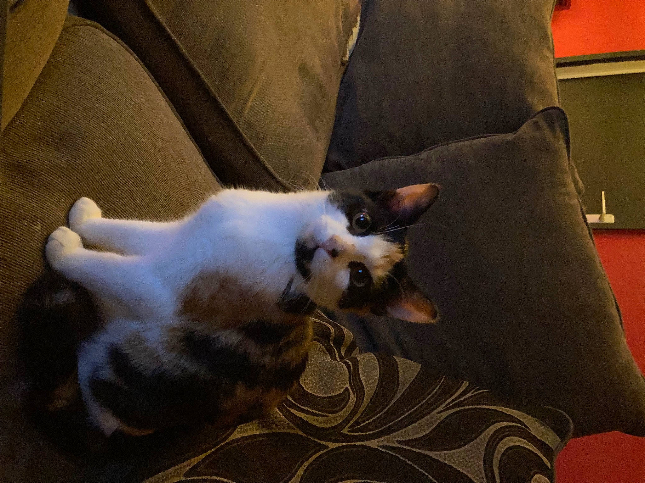 Tigerlily is registered to the contest to win money with this photo: canidae, carnivore, cat, comfort, companion_dog, couch, dog_breed, domestic_short_haired_cat, felidae, flooring, fur, hardwood, living_room, paw, room, small_to_medium_sized_cats, sporting_group, tail, whiskers, wood