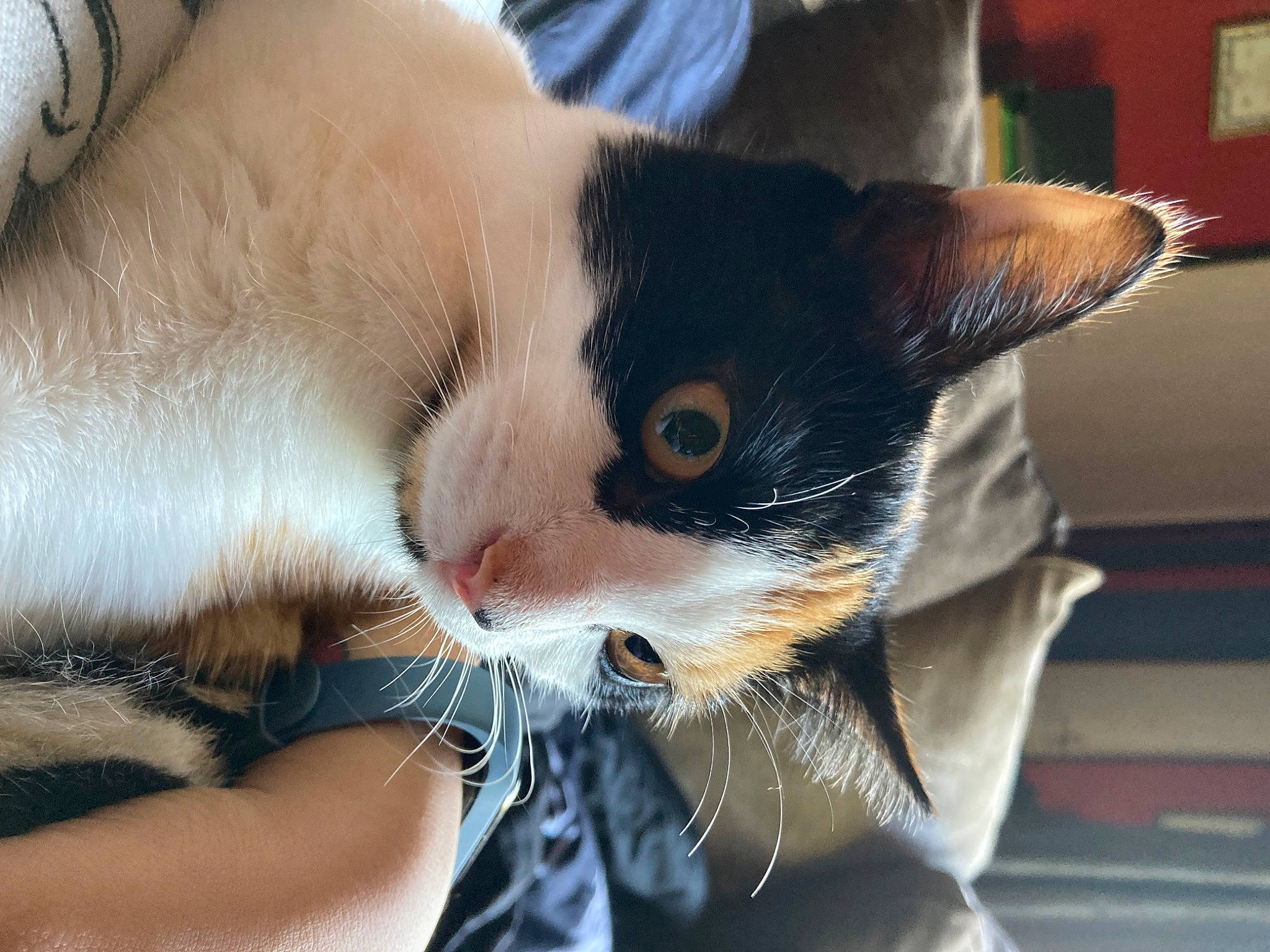 Tigerlily joined the competition — help win amazing prizes! carnivore, cat, comfort, domestic_short_haired_cat, ear, eye, eyelash, fawn, felidae, fur, gesture, head, iris, lap, paw, small_to_medium_sized_cats, snout, tail, whiskers, window