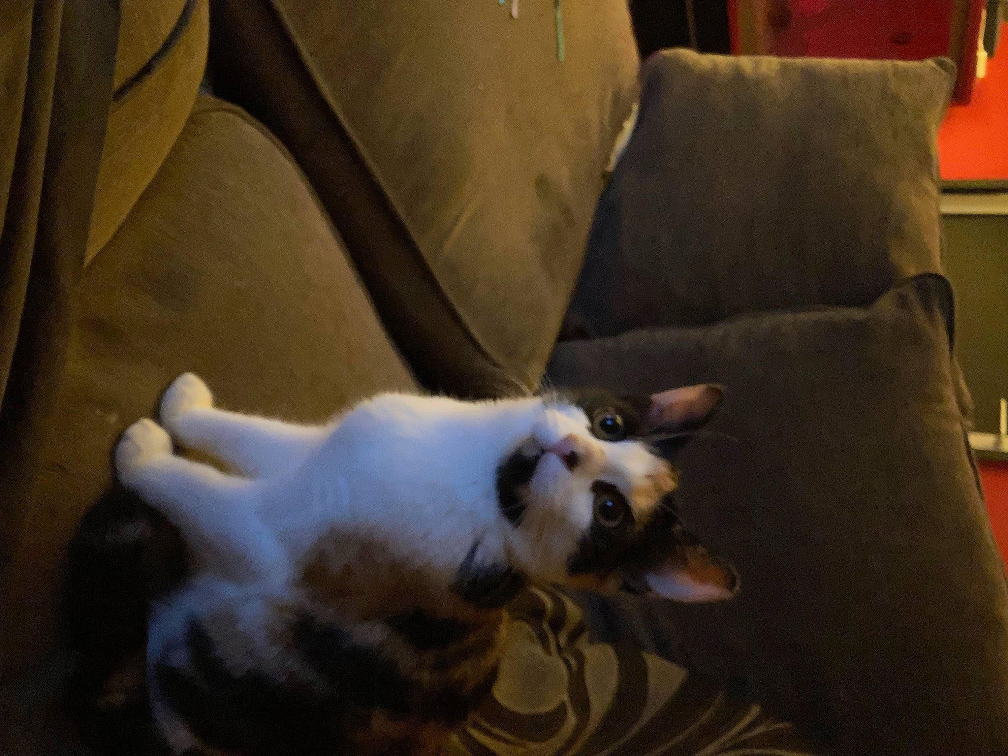 Tigerlily joined the competition — help win amazing prizes! carnivore, cat, comfort, companion_dog, couch, dog_breed, domestic_short_haired_cat, felidae, flooring, fur, hardwood, nap, paw, room, sleeper_chair, slipcover, small_to_medium_sized_cats, tail, whiskers, wood