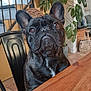 dog, french_bulldog, indoor, table, wooden_table, plant, chair, staircase, pet, animal, black_dog, looking_up, ears, fur, face, home, cozy, furniture, curious, sitting