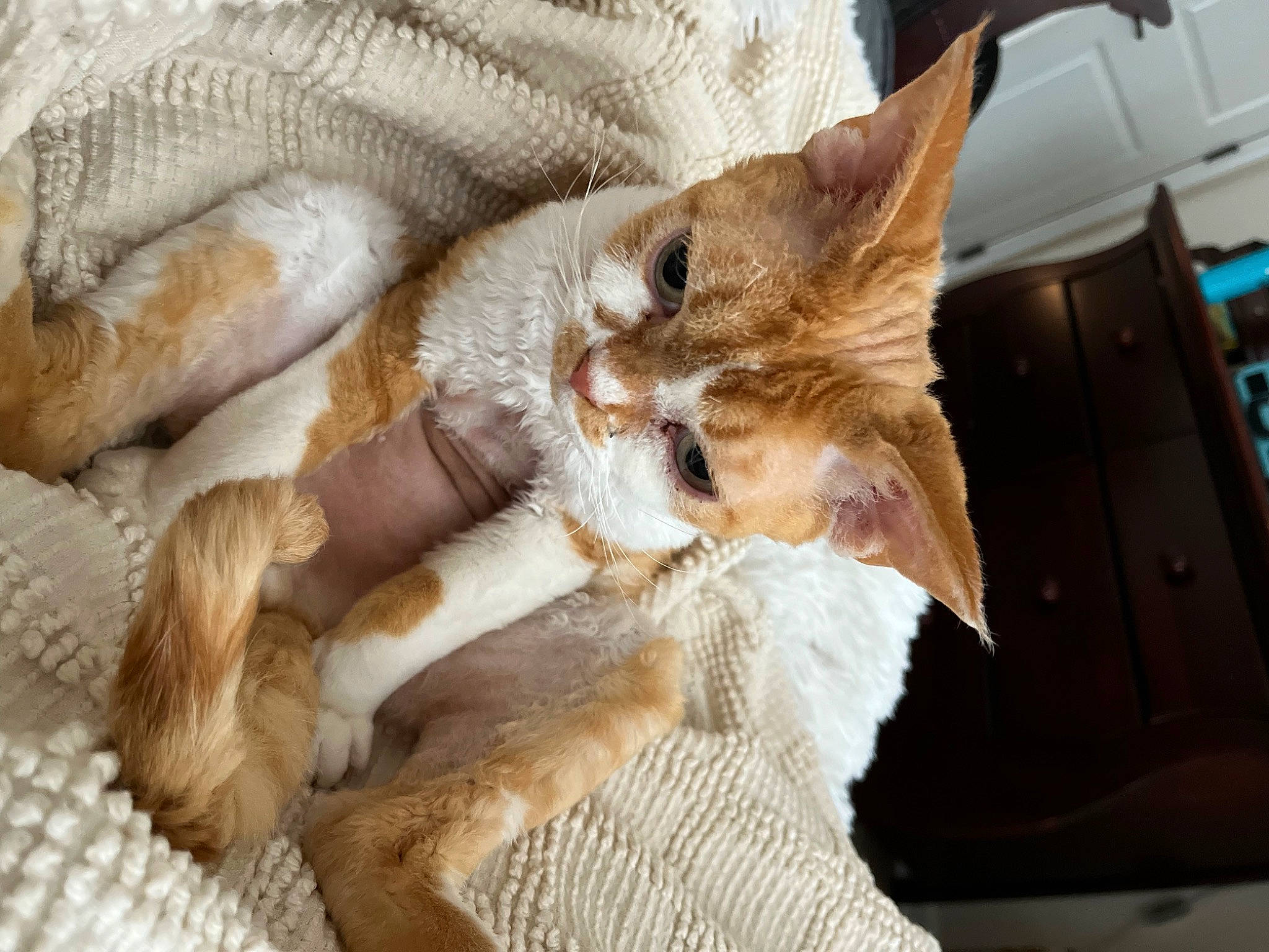 Poopaloosh joined the competition — help win amazing prizes! canidae, carnivore, cat, claw, comfort, domestic_short_haired_cat, fawn, felidae, fur, lap, linens, nap, paw, sleep, small_to_medium_sized_cats, tail, whiskers, wood