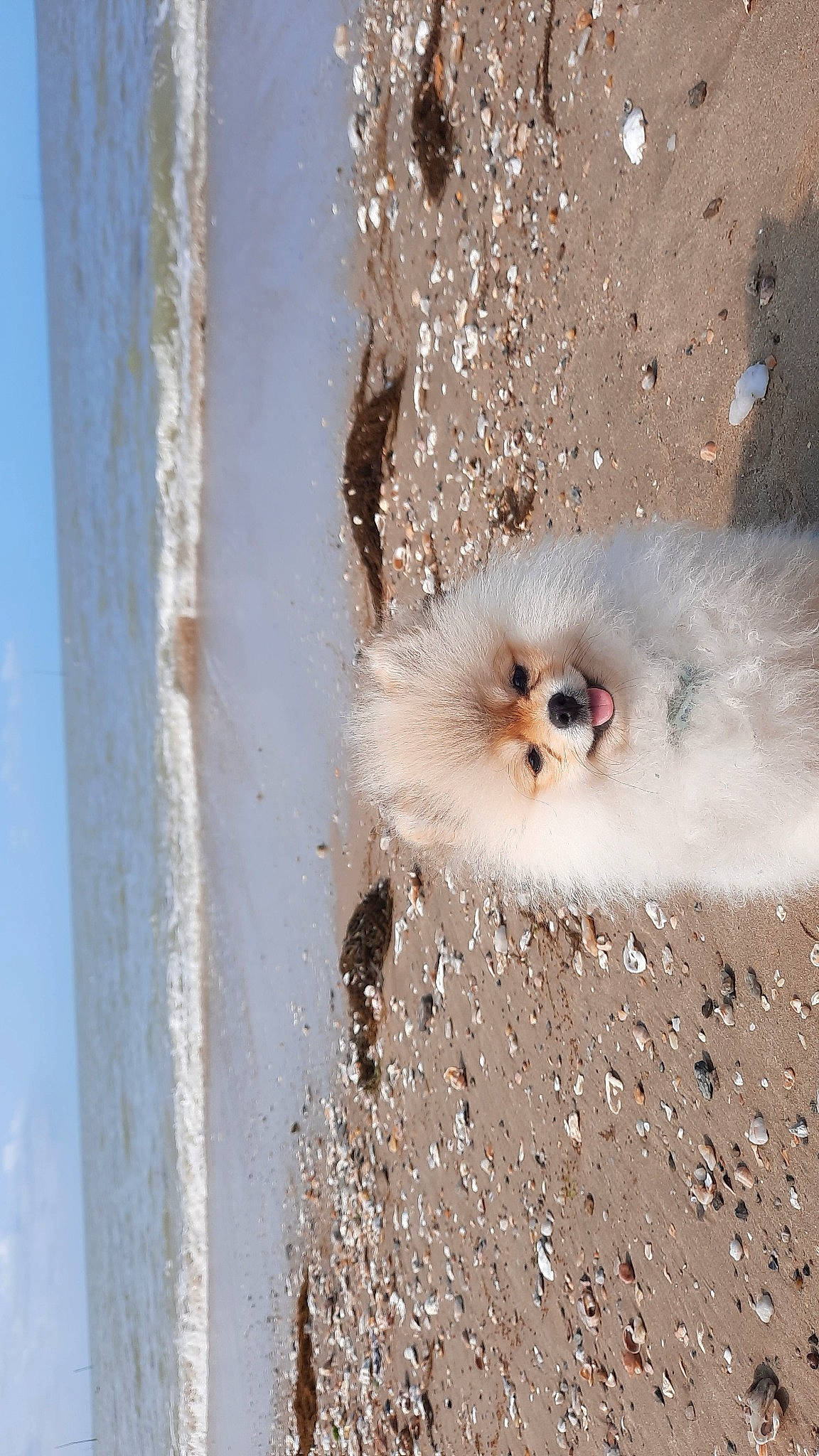 Uggy a rejoint le concours — aidez-le/la à gagner de superbes lots ! beak, bird, bird_of_prey, eye, fawn, feather, fur, head, iris, landscape, owl, plant, seabird, snout, terrestrial_animal, tree, twig, wildlife, wood