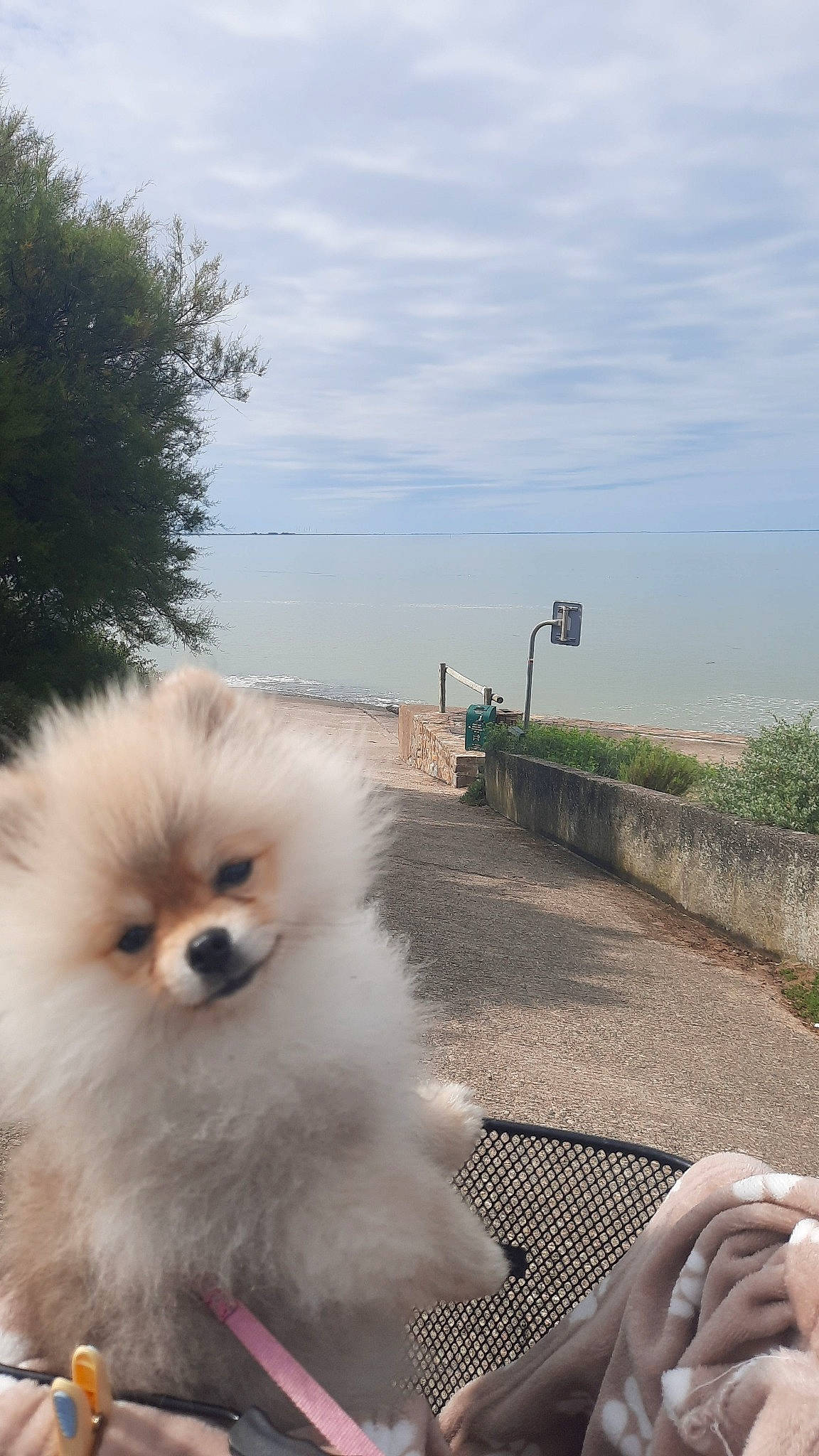 Uggy a rejoint le concours — aidez-le/la à gagner de superbes lots ! carnivore, cloud, companion_dog, dog, dog_breed, fawn, fur, german_spitz, german_spitz_klein, german_spitz_mittel, grass, plant, sky, snout, spitz, toy_dog, travel, tree, volpino_italiano, windscreen_wiper