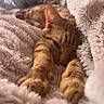 Jak participe au concours pour gagner de l'argent avec cette photo : cat, orange_cat, sleepy, resting, lying_down, paws, fur, whiskers, ears, face, cozy, blanket, plush, soft_texture, indoors, bed, close_up, portrait, warm_lighting, relaxed
